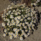 Margarita del Teide (Argyranthemum teneriffae)
