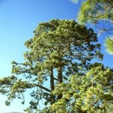 En los montes de Vilaflor se localizan los mayores ejemplares de pino canario de la isla.