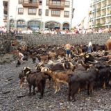 Baño de cabras por San Juan