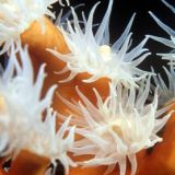 Coral dendrophyllia. Polipos.