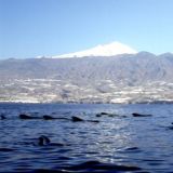 Calderones tropicales nadando con el Teide nevado al fondo