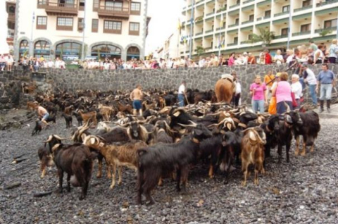 Ziegenbad in Puerto de la Cruz