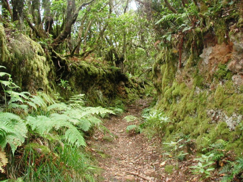 Sendero "Las Vueltas de Taganana"