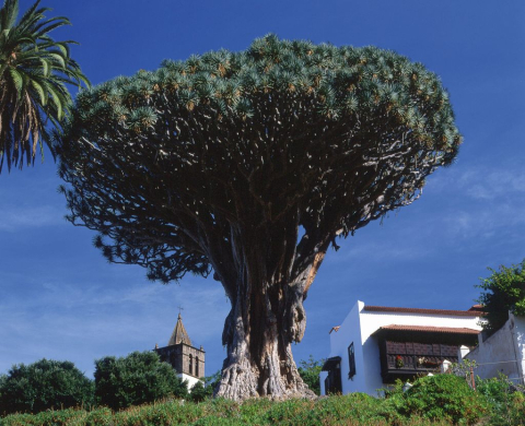 Dragon Tree (Icod)