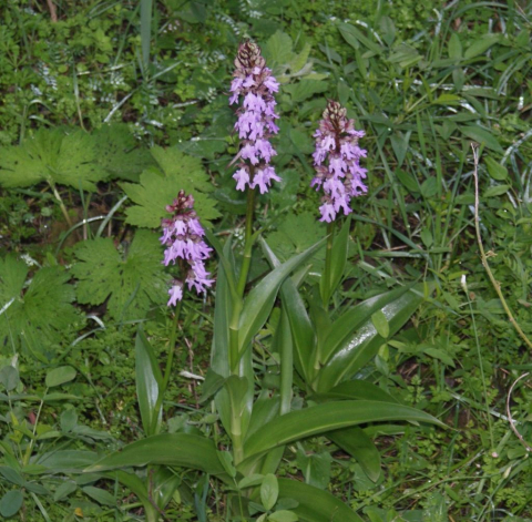 Tenerife Orchid