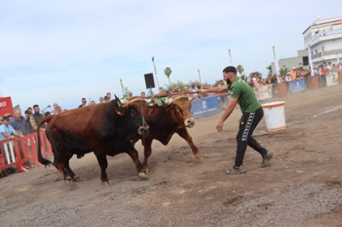 San Antonio Abad - Feria de Ganado