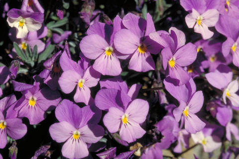 Violeta del Teide