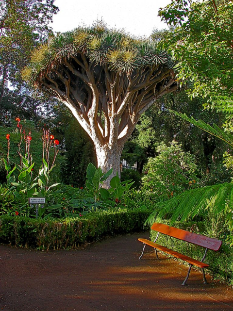 Hijuela del Botánico La Orotava