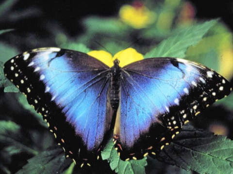 Morpho peleides