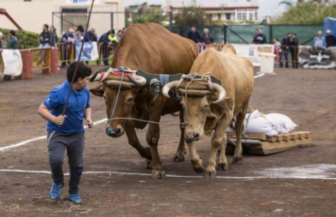 Cattle and Handicraft Fair San Antonio Abad 