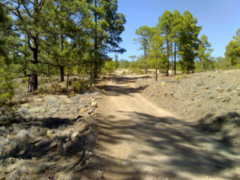 Pista forestal