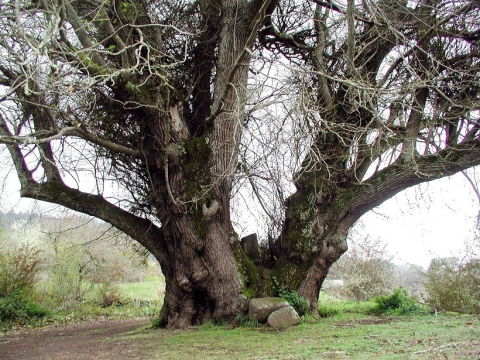 Castaño de las Siete Pernadas