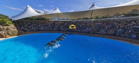 Loro Parque - Delfines