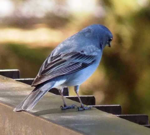 Blue chaffinch