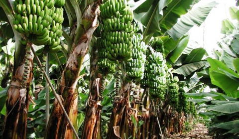 Banana trees