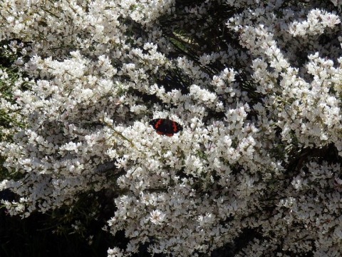 Retama del Teide y Mariposa (Vanessa Vulcania)