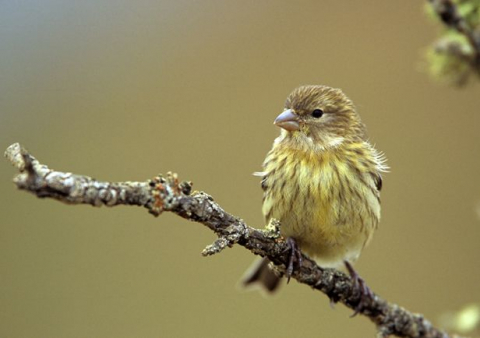 Canario silvestre (Serinus canaria)