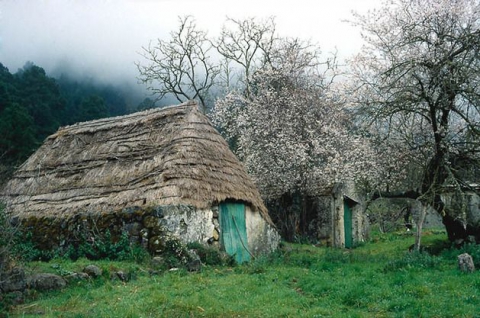 Pajales en los altos del Valle de la Orotava