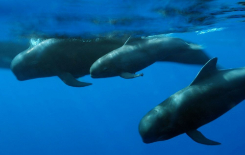 Whale Heritage Site