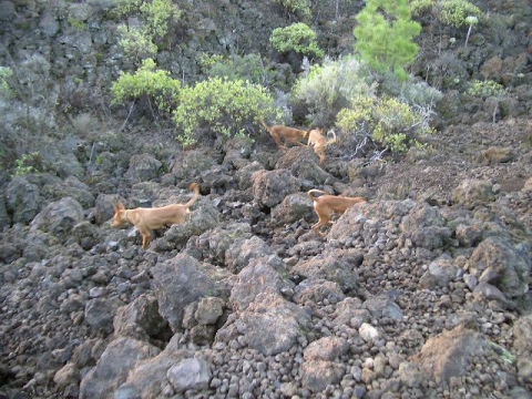 Perros de caza