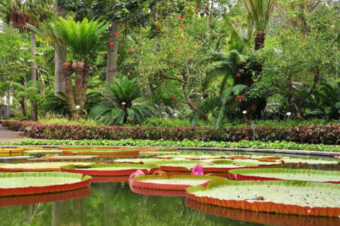 Jardín Botánico de Puerto de la Cruz