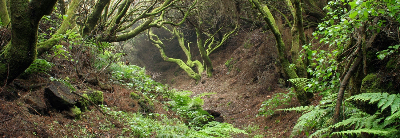 Laurisilva en Anaga Header image