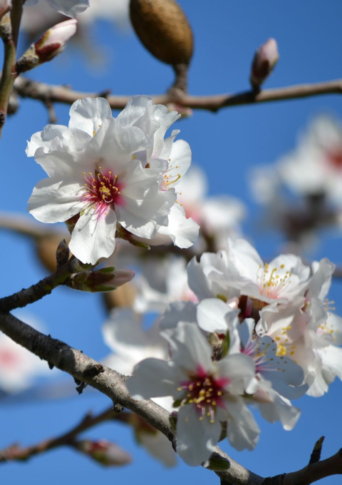 The Almond Blossom Route