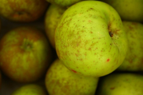 13Th Reineta Apple Festival