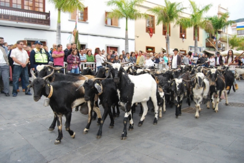 Cattle Fair and Pilgrimage