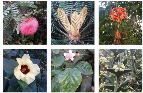 Reopening of the Botanical Gardens