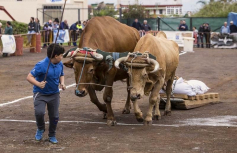 Cattle and Handicraft Fair San Antonio Abad